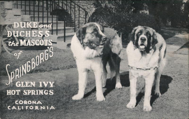 Duke and Duchess, The Mascots of Springborg's Glen Ivy Hot Springs Corona California