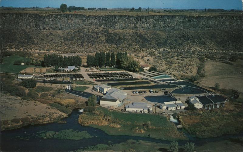Snake River Trout Farm Buhl, ID Postcard