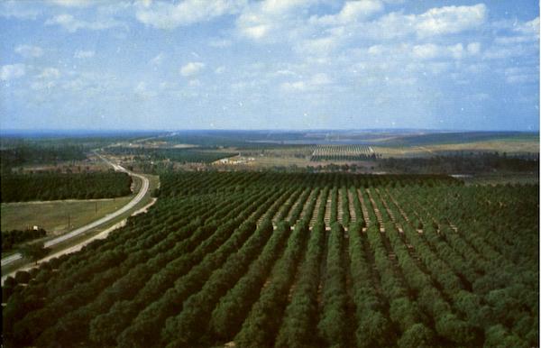 Citrus Tower, U.S. Highway 29 Clermont Florida