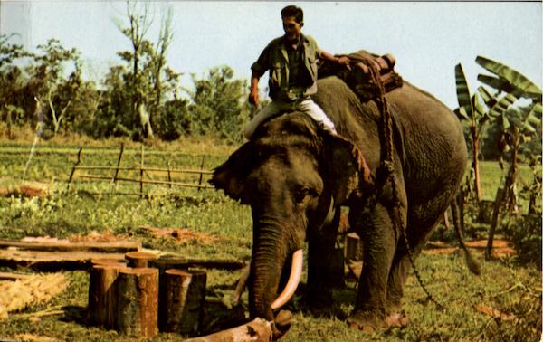 Elephant lumber jack Chieng-Dao Elephants