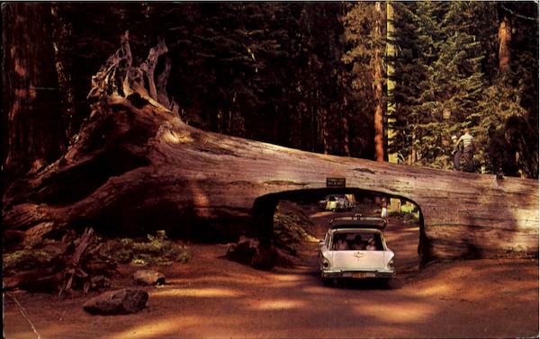 A Tunnel Drive-Thru Tree Redwoods California