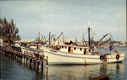 Shrimp Boats on Estero Bay Postcard
