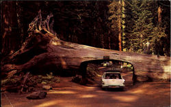 A Tunnel "Drive-Thru" Tree Redwoods, CA Postcard Postcard