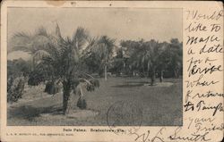 Date Palms Postcard