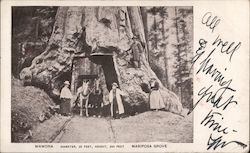 Wawona Diameter, 28 Feet, Height, 260 Feet Mariposa Grove Postcard