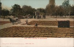 Fruit Drying in California Postcard