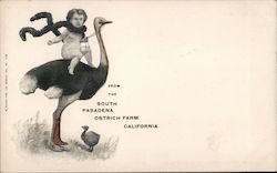 South Pasadena Ostrich farm Postcard