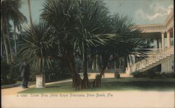 Screw Pine, Hotel Royal Poinciana Palm Beach, FL Postcard Postcard Postcard