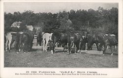 In the Paddocks Horses Postcard Postcard Postcard