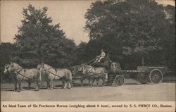 An Ideal Team of Six Percheron Horses (weighing about 6 tons), owned by S.S. Pierce Co., Boston Massachusetts Postcard Postcard Postcard