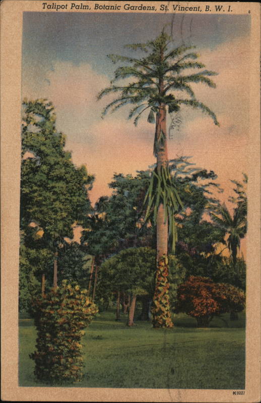 Tailpot Palm Botanic Gardens St. Vincent Saint Vincent and the Grenadines