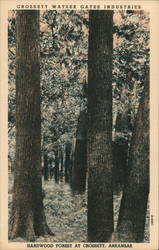 Hardwood Forest at Crossett Postcard