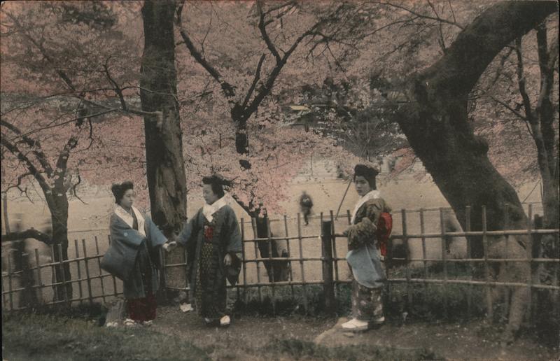 Geisha Standing Outdoors in Front of Cherry Blossom Trees Japan