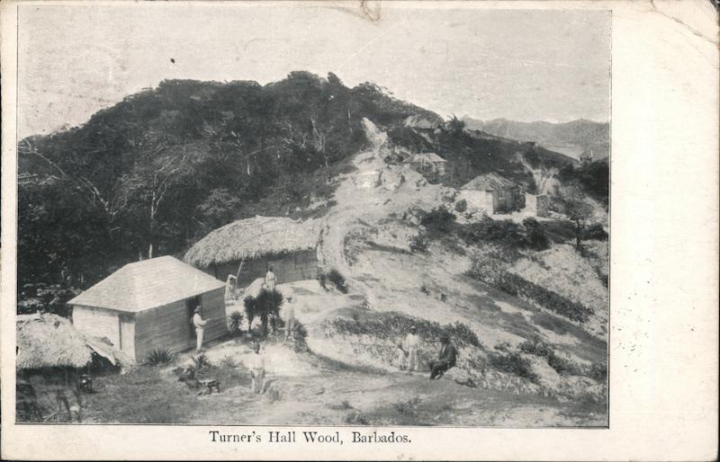 Turner's Hall Wood, Barbados Caribbean Islands
