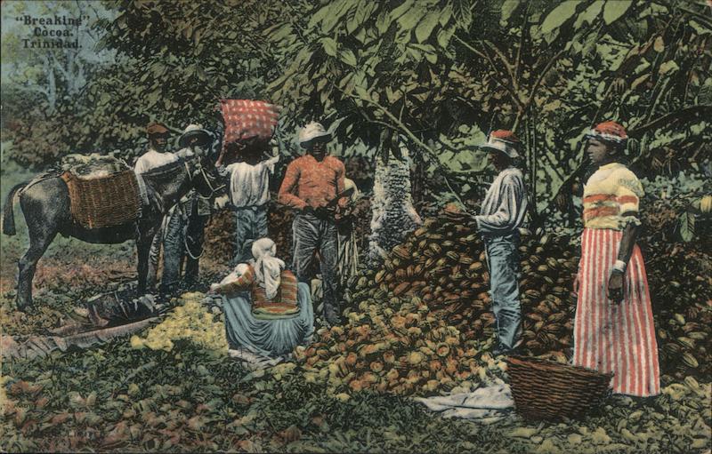 Breaking Cocoa Trinidad Caribbean Islands