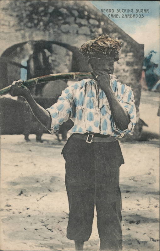 Negro Sucking Sugar Cane Barbados Caribbean Islands