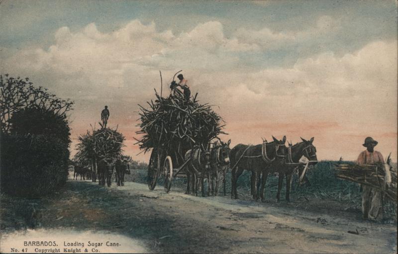 Loading Sugar Cane Barbados Caribbean Islands