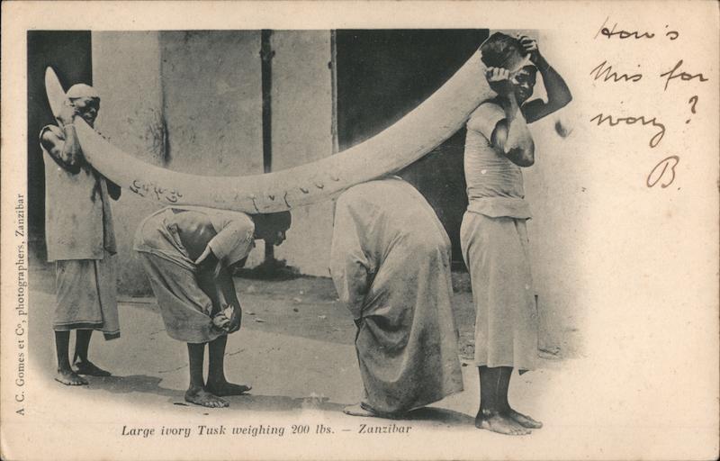 Large ivory tusk weighing 200 lbs - Zanzibar Tanzania
