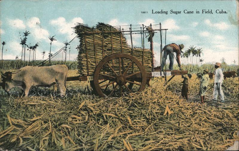 Loading Sugar Cane in Field Cuba
