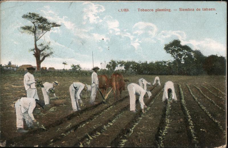 Tobacco planting Cuba