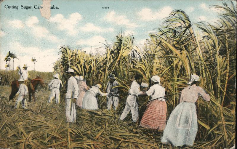 Cutting sugar can in Cuba