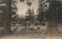 Nara, Park Postcard