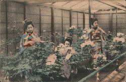 Girls in a Chrysanthemum Greenhouse Postcard