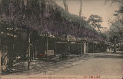 Wisteria Blossoms, Daitoku-ji Temple Postcard