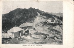 Turner's Hall Wood, Barbados Caribbean Islands Postcard Postcard Postcard