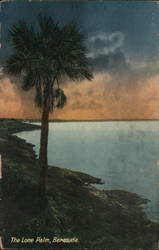 Le Lone Palm, Bermuda Postcard Postcard Postcard