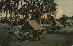 Ox carts at Pampanga. Philippine islands Postcard