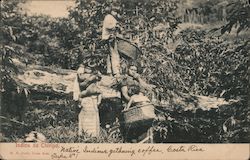 Chirripo Indians Gathering Coffee Postcard