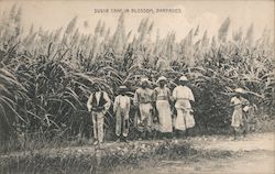 Sugar Cane in Blossom Barbados Caribbean Islands Postcard Postcard Postcard