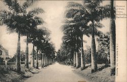 Avenue of Palm Trees, Belleville Bridgetown, Barbados Caribbean Islands Postcard Postcard Postcard