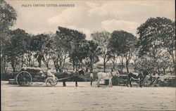 Mules carting cotton Barbados Caribbean Islands Postcard Postcard Postcard