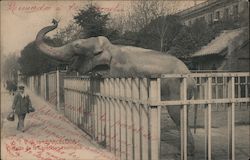 Elephant, Barcelona Zoo Postcard