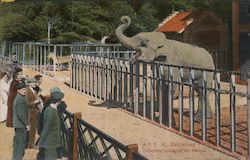 A.T.V. 16. Barcelona - Colecciòn zoològica del parque Postcard