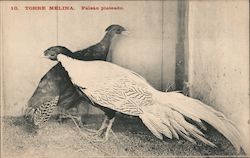 Silver Pheasant at Melina Tower Postcard