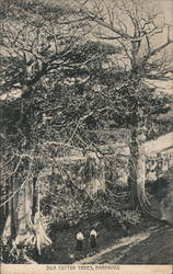 Silk Cotton Trees Barbados Caribbean Islands Postcard Postcard Postcard
