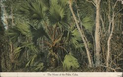 The Home of the Palm Postcard