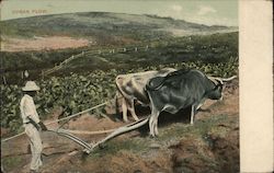 Cuban Man Plowing a Field with Oxen Postcard