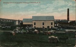 Ginning Cotton at Carolina Ginnery Postcard