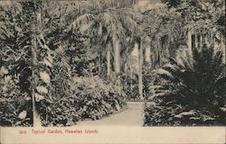 Typical Garden on Hawaiian Islands Postcard
