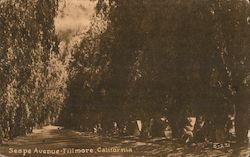 Sespe Avenue Postcard