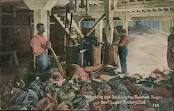 Weighing and Sacking the Finished Sugar, Beet Sugar Factory Postcard