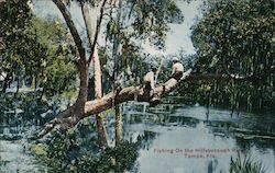 Fishing on the Hillsborough River Postcard