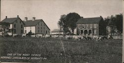 One of the Many Herds Hershey Chocolate Comanpy Pennsylvania Postcard Postcard Postcard