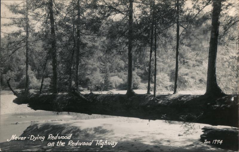 The Never-Dying Redwood on the Redwood Highway Redwood National Park California