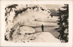 Frozen Wonderland Postcard