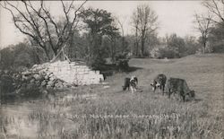 Cows grazing Warrenville, IL Postcard Postcard Postcard